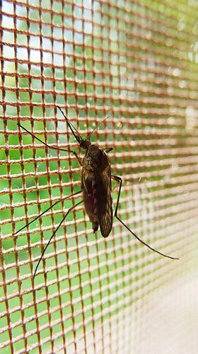 Window mosquito net